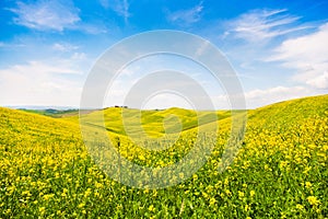 Tuscany landscape with field of flowers in Val d Orcia, Italy photo