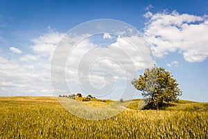 Tuscany, landscape and meadow