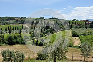 Tuscany landscape olive tree and hills 1