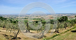 Tuscany landscape olive tree and hills