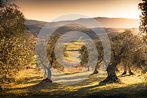 Tuscany landscape. Val d`Orcia olive trees at sunset