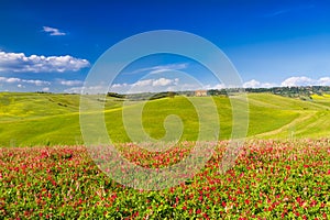 Tuscany landscape in Val d'Orcia, Pienza, Italy