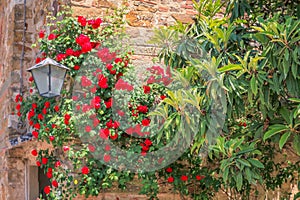 Tuscany medieval wall with flowers and lamp at springtime in Siena, Itay