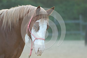 Arabian Horses, particular eyes photo
