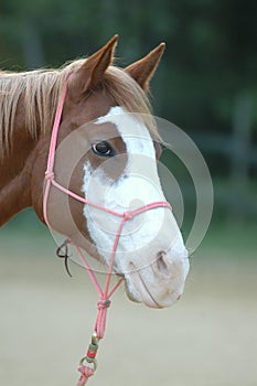 Paint Horse, particular eyes photo