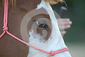 Paint Horse, particular eyes photo