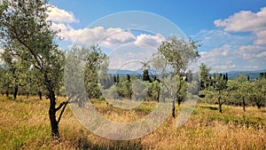 Tuscany, olive field with grass