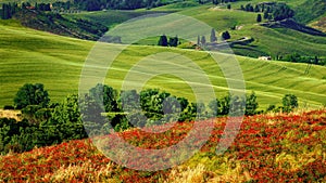 Tuscany, red flowers on meadow, green rolling hills. Beautiful Tuscan rural scenery.