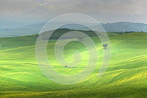 Tuscany, rural landscape. Countryside farm, cypresses trees, green field, cloudy day