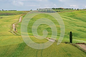 Tuscany rural landscape in Crete Senesi, landscape with green rolling hills and cypresses in Val d\'Orcia, Italy