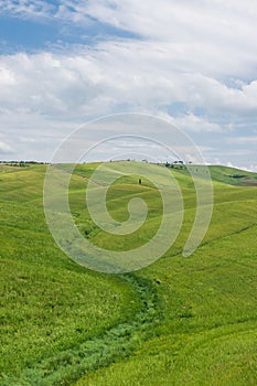 Tuscany rural landscape in Crete Senesi, landscape with green rolling hills and cypresses in Val d\'Orcia, Italy