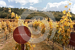 Tuscany, Sangiovese vineyards in autumn. Italy photo