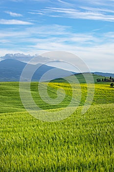 Tuscany spring, rolling hills on spring . Rural landscape. Green fields and farmlands. Italy, Europe