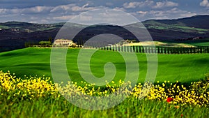 Tuscany in the spring time with green fields and yellow flowers