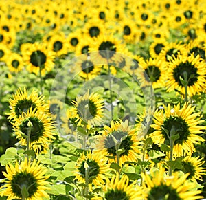Tuscany sunflowers with blurred background.