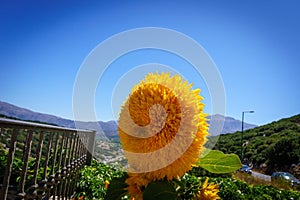 Tuscany sunflowers