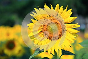 Tuscany sunflowers