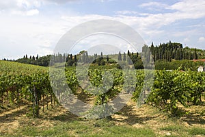 Tuscany vineyard