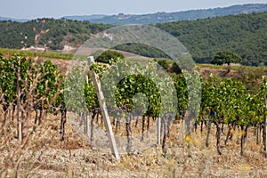 Tuscany vineyard. Italy