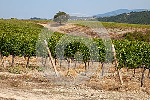 Tuscany vineyard. Italy