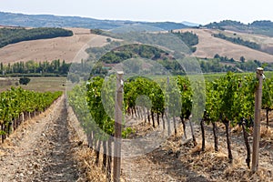 Tuscany vineyard. Italy