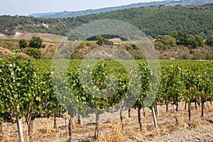 Tuscany vineyard. Italy