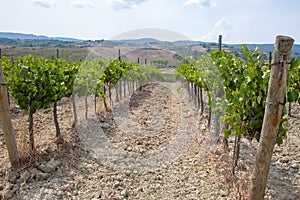 Tuscany vineyard. Italy