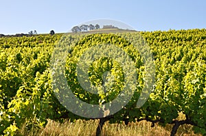Tuscany vineyard Italy Bolgheri