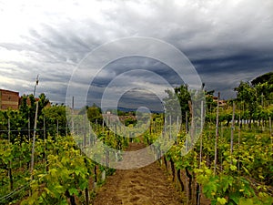 Tuscany vineyard before rain photo