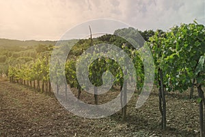 Tuscany vineyard photographed at sunset