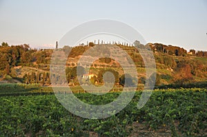 Tuscany vineyards hilltop near Florence photo