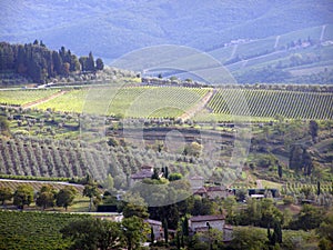 Tuscany vineyards - Italy