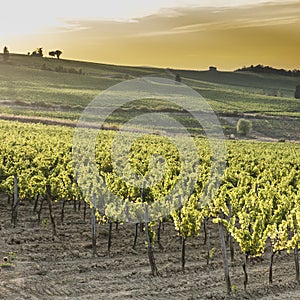 Tuscany vineyards at sunset