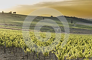 Tuscany vineyards at sunset
