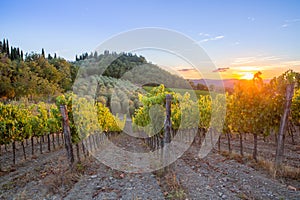 Tuscany vineyards sunset