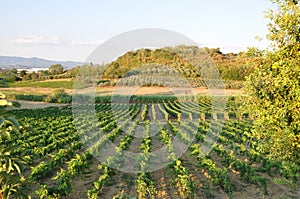 Tuscany Wine sanminiato chianti photo