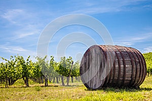 Tuscany wineyard