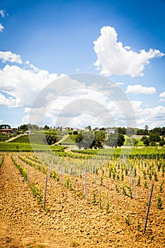 Tuscany Wineyard