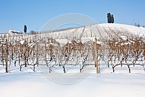 Tuscany: wineyard in winter