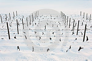 Tuscany: wineyard in winter