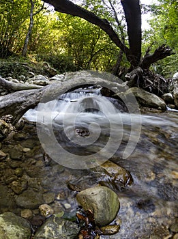 Tusciano river forest