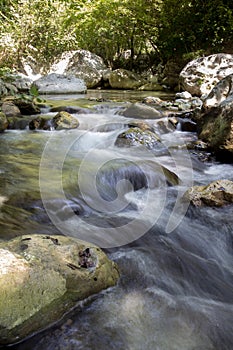 Tusciano river forest