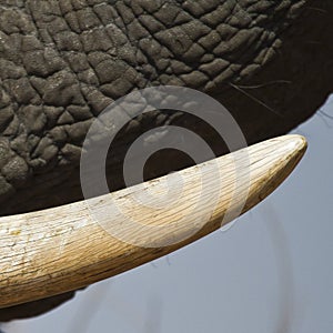 Tusk of african elephant
