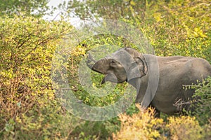 A tusk-less Asian elephant eating in the forest of Sri Lanka.