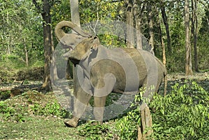 Tusk-less bull elephant demonstrating