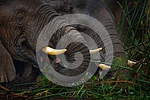 Tusk detail green vegetaion feeding.  Elephant in Murchison Falls NP, Uganda. Big Mammal in the green grass, forest vegetation.