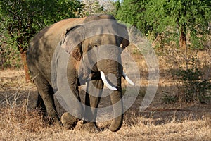 Tusk elephant