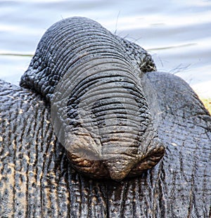 Tusk of indian elefant in the camp