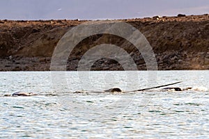 Tusk of male narwhal in pod