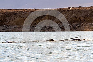 Tusk of male narwhal in pod photo